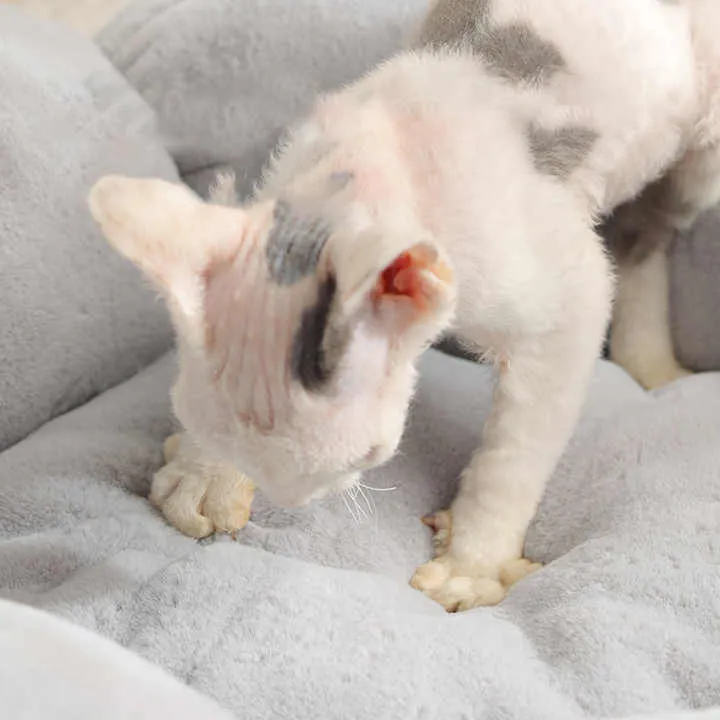 أريكة سرير بيطري ترويحي مخصص للأميرة مهدئة . Custom Princess Soothing Eco-Friendly Soft Puppy Donut
