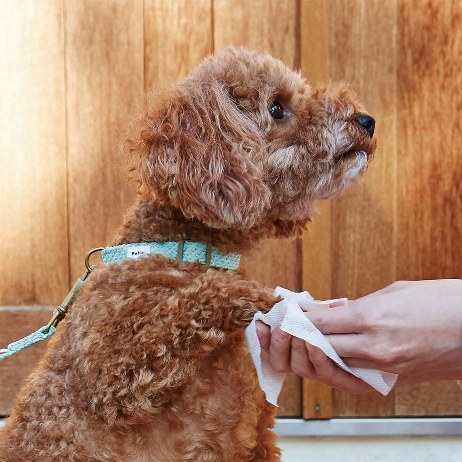 PETIO Pet Paw Wet Wipes 30 sheets (2 Packs)